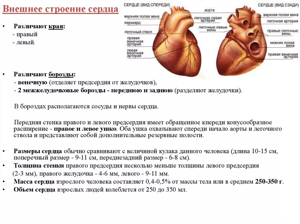 Предсердия сердца строение и функции. Строение правого предсердия сердца анатомия. Строение правого предсердия сердца. Левое предсердие правый желудочек. Расширения сердца правой