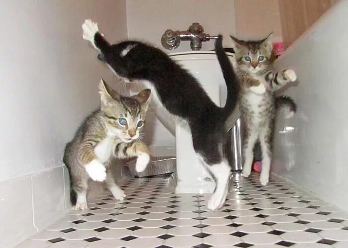 Коты зажигают. Кошачья вечеринка. коты тусуются. котики туса.