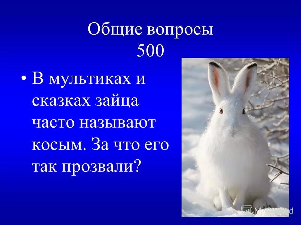 Как в сказках называют зайца. Зайцы в сказках. как называют зайца в сказках. характеристика зайца в сказках. качества зайца в сказках.