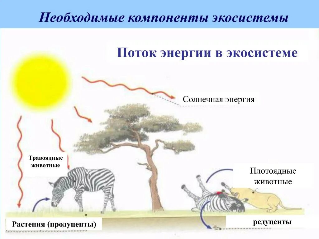 Схема круговорота энергии и вещества в экосистеме. Круговорот веществ и поток энергии в экосистеме. Потоки вещества и энергии в экосистеме. Схема потока энергии в экосистеме.