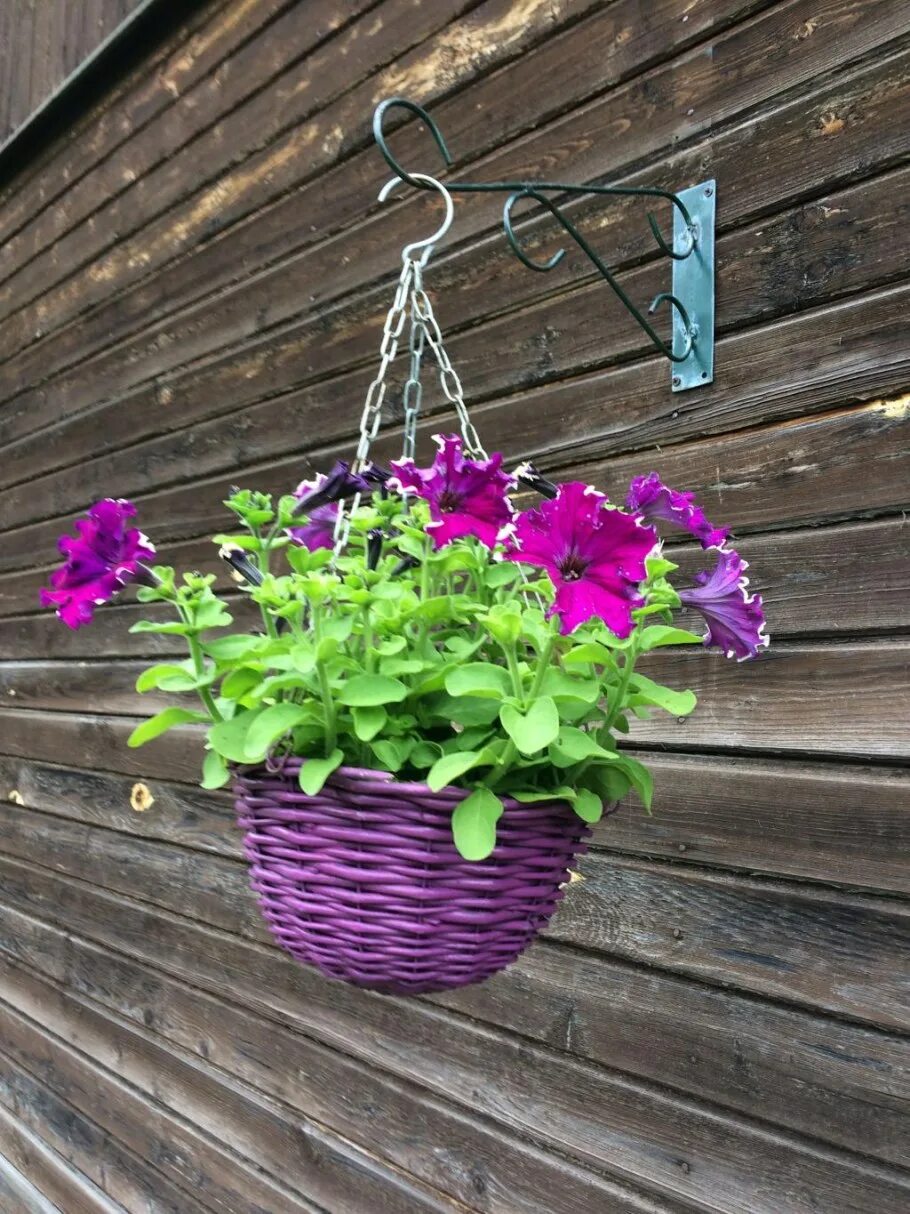 Какой горшок лучше для петунии. Петуния орхид мист. Петуния littletunia blue vein. Какой горшок лучше для петунии. Вербена дихондра калибрахоа.