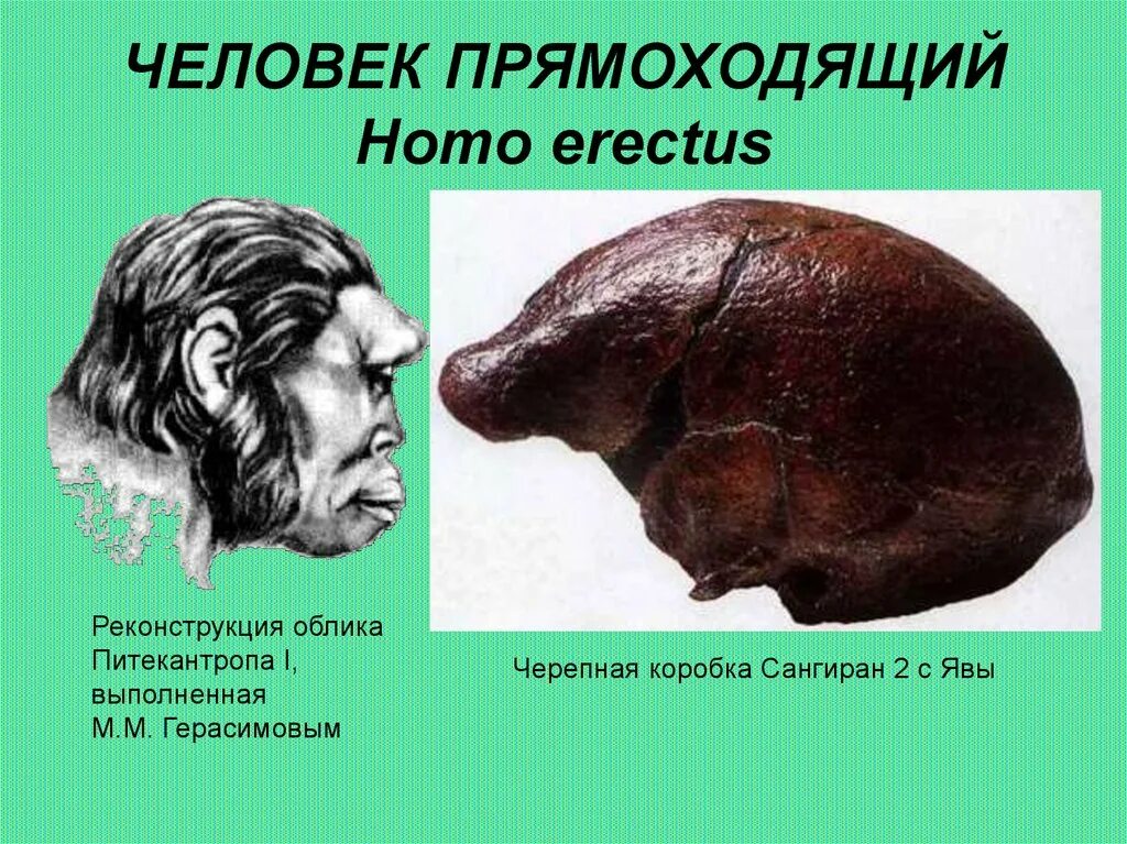 Выберите признак характеризующий человека прямоходящего. Выберите признак характеризующий человека прямоходящего. К виду человек прямоходящий принадлежат. Выберите признак характеризующий человека прямоходящего. Человек прямоходящий жил.