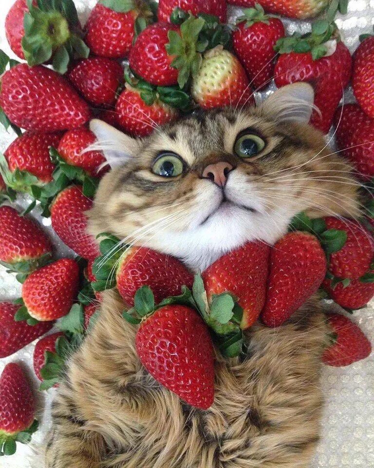 Коты ягоды