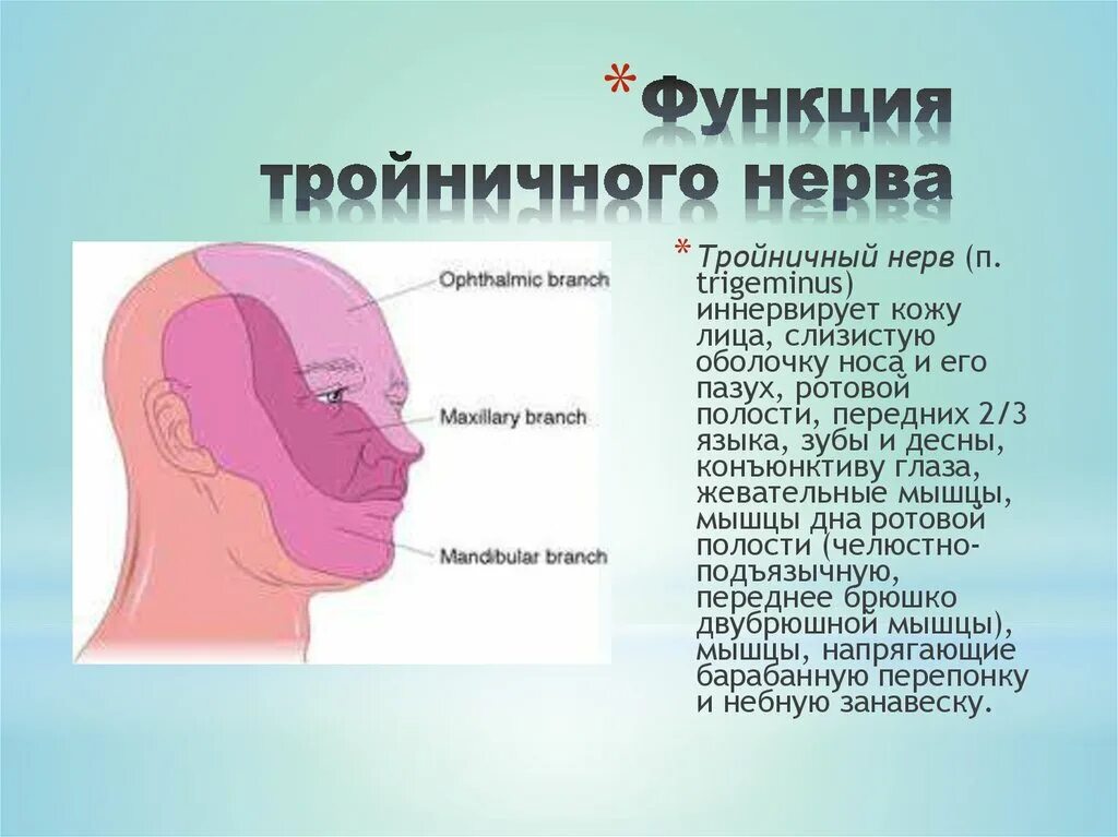 Жевательные мышцы иннервирует тройничный нерв. Тройничный нерв функции. Функции троичногонерва. Тройнпчный нерв функия. Тройничный нерв тест