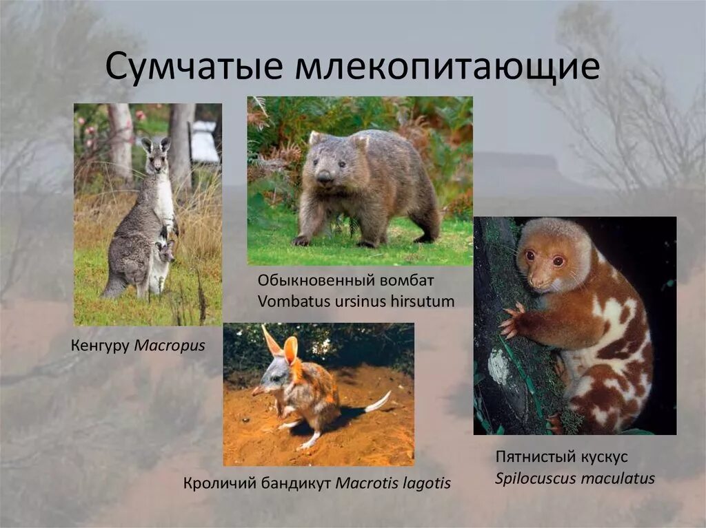 Плацентарные и сумчатые. Подкласс звери сумчатые представители. Отряд сумчатые. Какое животное не относится к сумчатым. Какое животное не относится к сумчатым.