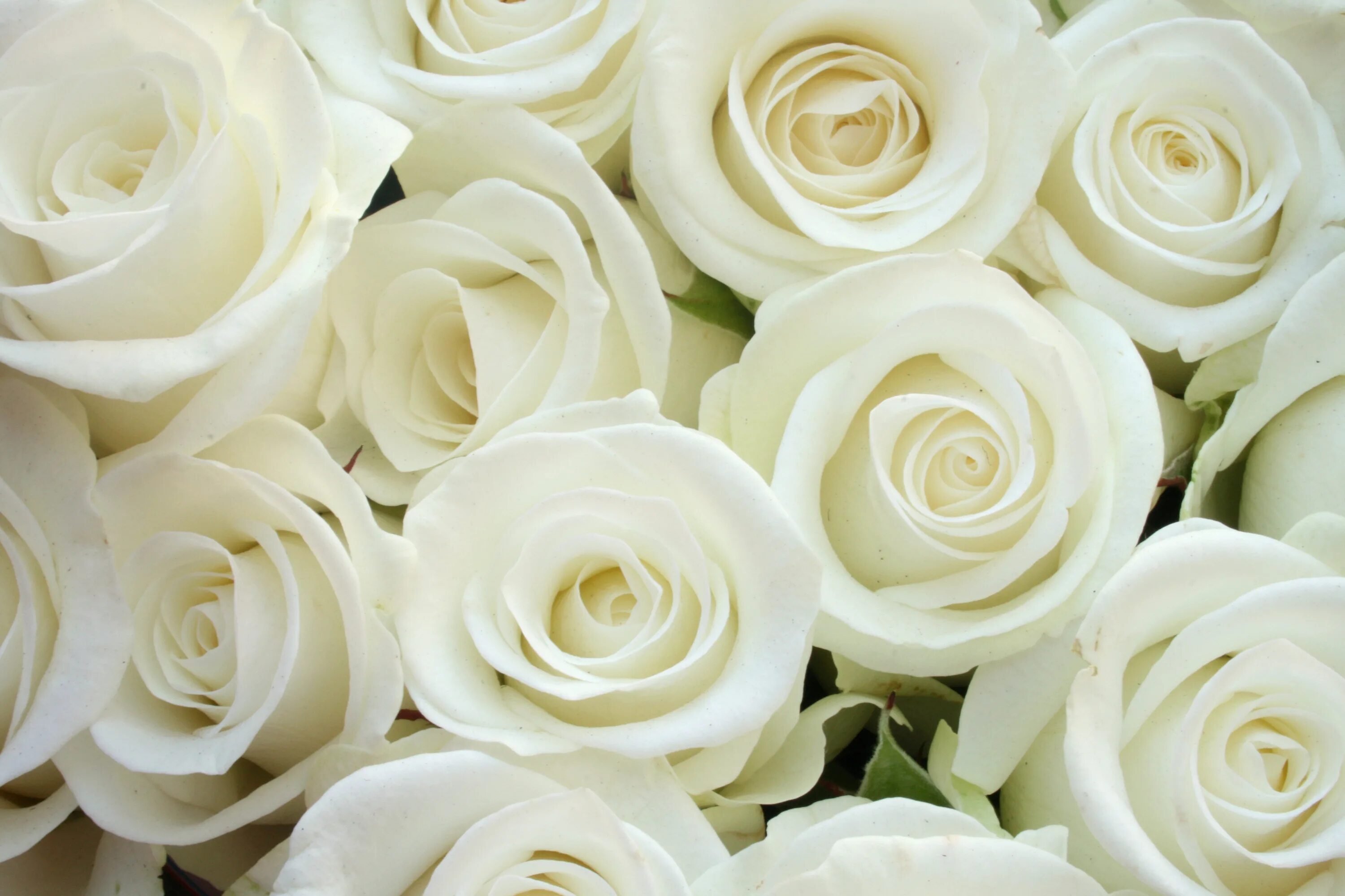 Белые розы. Фотообои белые розы. Бежевые розы. Фреска цветы белые розы. Біла з