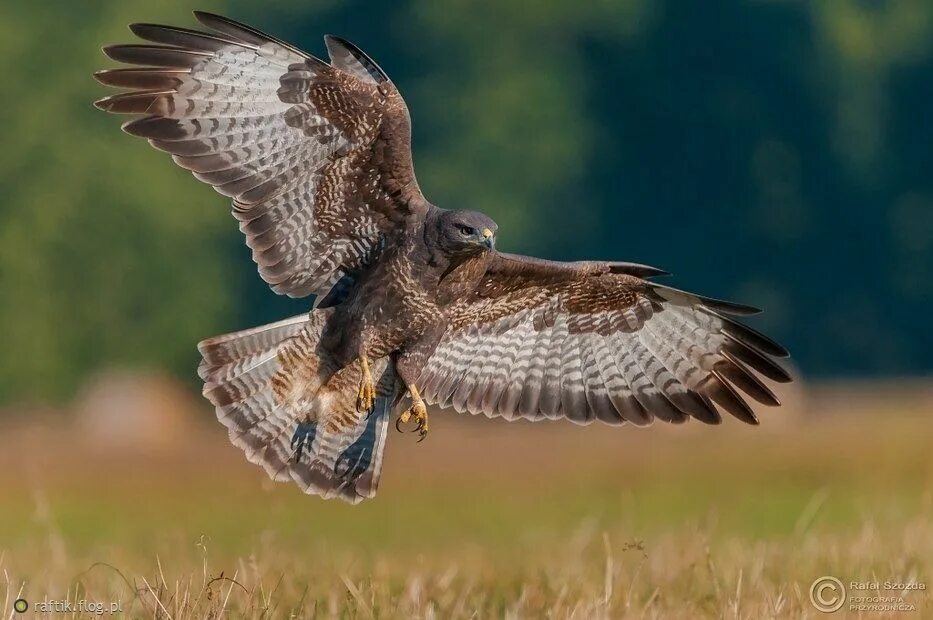 Ястреб канюк орел. Ястреб в поле. Коршун черный нургуш. Хищные птицы в полёте. Ястреб тетеревятник полет.