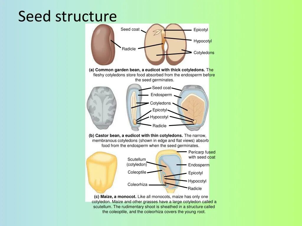 Text seed. Seed structure. seedling structure. seed и pre-seed в чем отличия. эвдикоты строение.