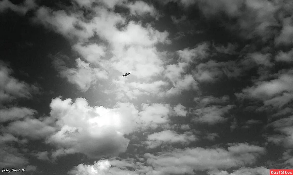 Феникс сокол. Сова арты. Сова арт. Птица гром гарри поттер. Орел парит над горами.