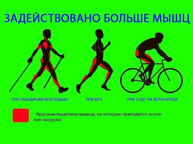Велосипед какие мышцы работают у женщин. Мышцы задействованные при езде на велосипеде. Какие мышцы работают при беге. Какие мышцы работают при б. Группы мышц при езде на велосипеде задействованные.