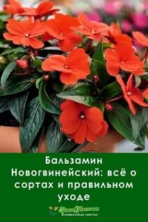 Бальзамин новогвинейский