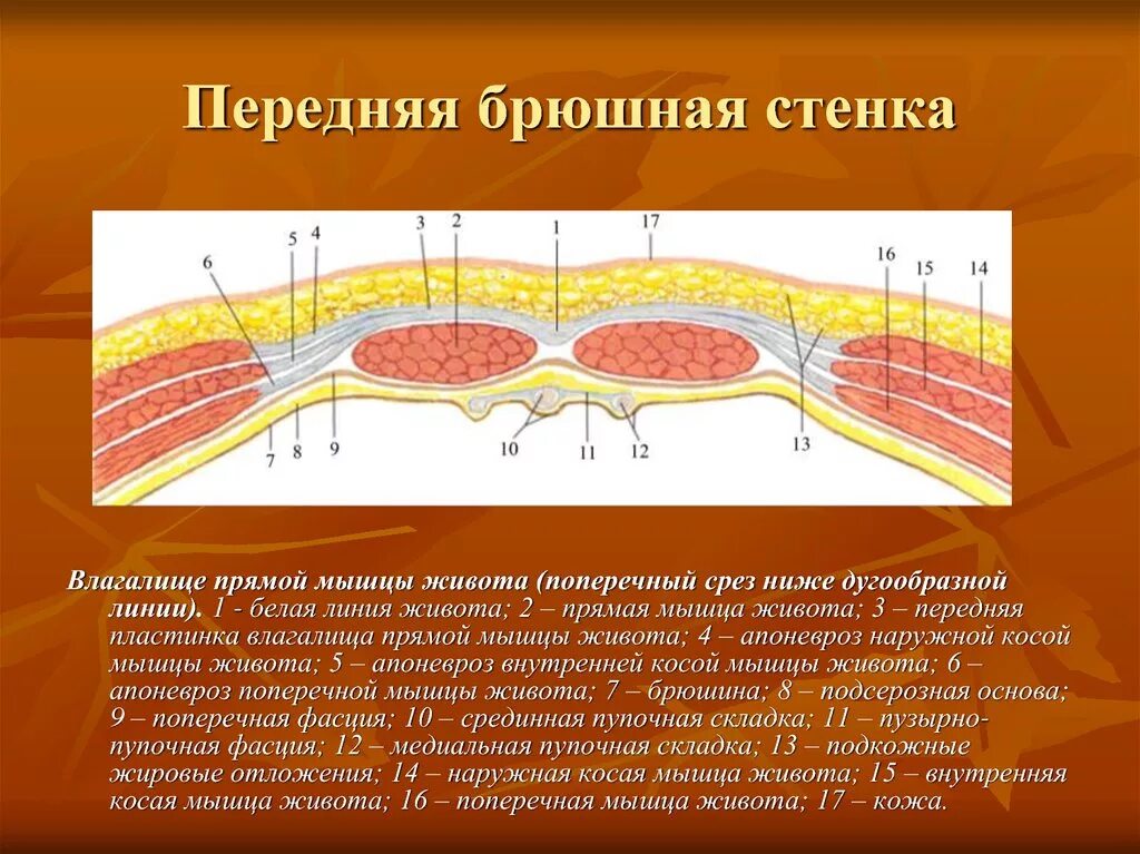 Толстая брюшная стенка. Топография передней брюшной стенки послойно. Строение передней брюшной стенки топографическая анатомия. Послойное строение передней брюшной стенки. Слои передней брюшной стенки топографическая анатомия.