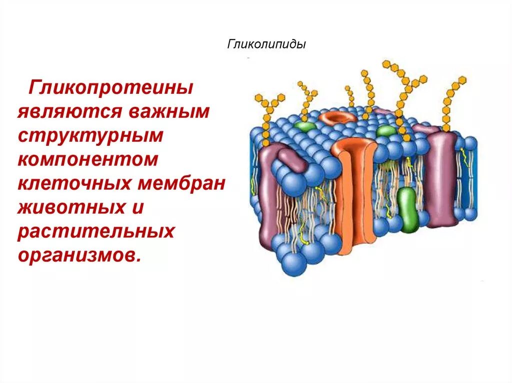 Структурным компонентом мембраны является