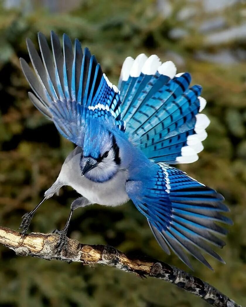 Какая птица имеет большие глаза. Голубая кустарниковая Сойка. Сойка пересмешница птица. Североамериканская голубая Сойка. Голубая кустарниковая сорока.