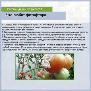 Чем обработать грунт после фитофторы помидор