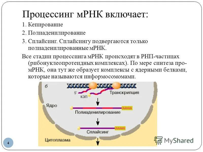 Этапы процессинга РНК У эукариот. Созревание РНК процессинг и сплайсинг. Созревание процессинг РНК. Этапы созревания (процессинг) ИРНК: сплайсинг, модификация.. Процессинг белка этапы