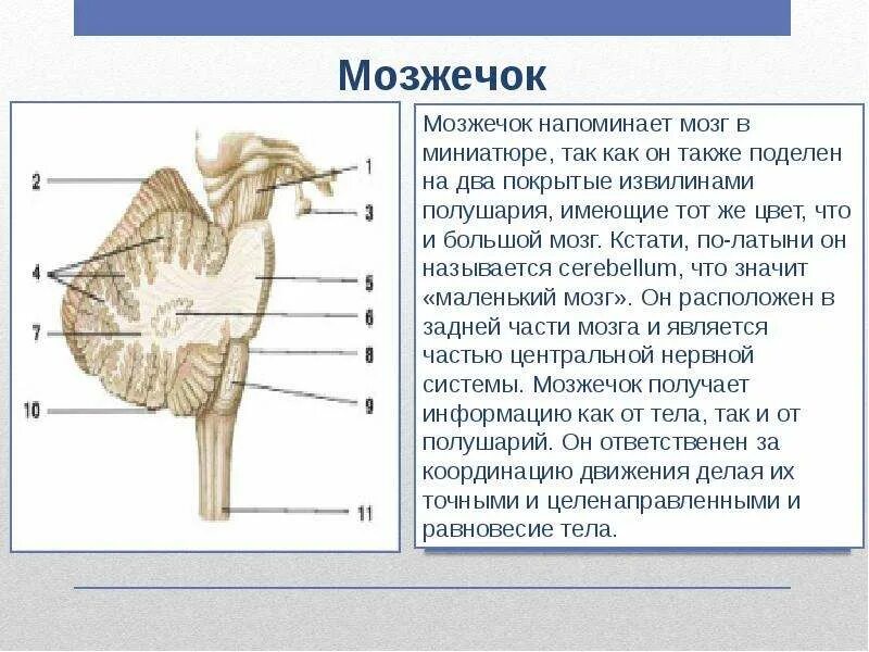 Мозжечок. Мозжечок строение. Анатомическое строение мозжечка. Мозжечок мозга.