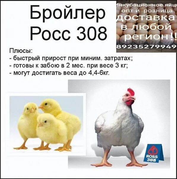 Породы бройлеров Росс 308 вес. Бройлер кросс Росс 308. Бройлеры Кобб 500 и Росс. Бройлер подрощенный порода Росс 308. Росс 308 характеристика бройлер описание