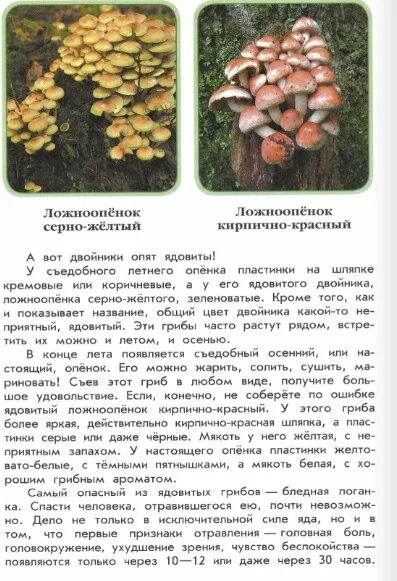 Зеленые страницы рассказ его величество. Книга зелёные страницы 3 класс грибы двойники. книга зелёные страницы рассказ коварные двойники грибы-двойники. книга зелёные страницы коварные двойники грибы. книга зеленые страницы грибы двойники.