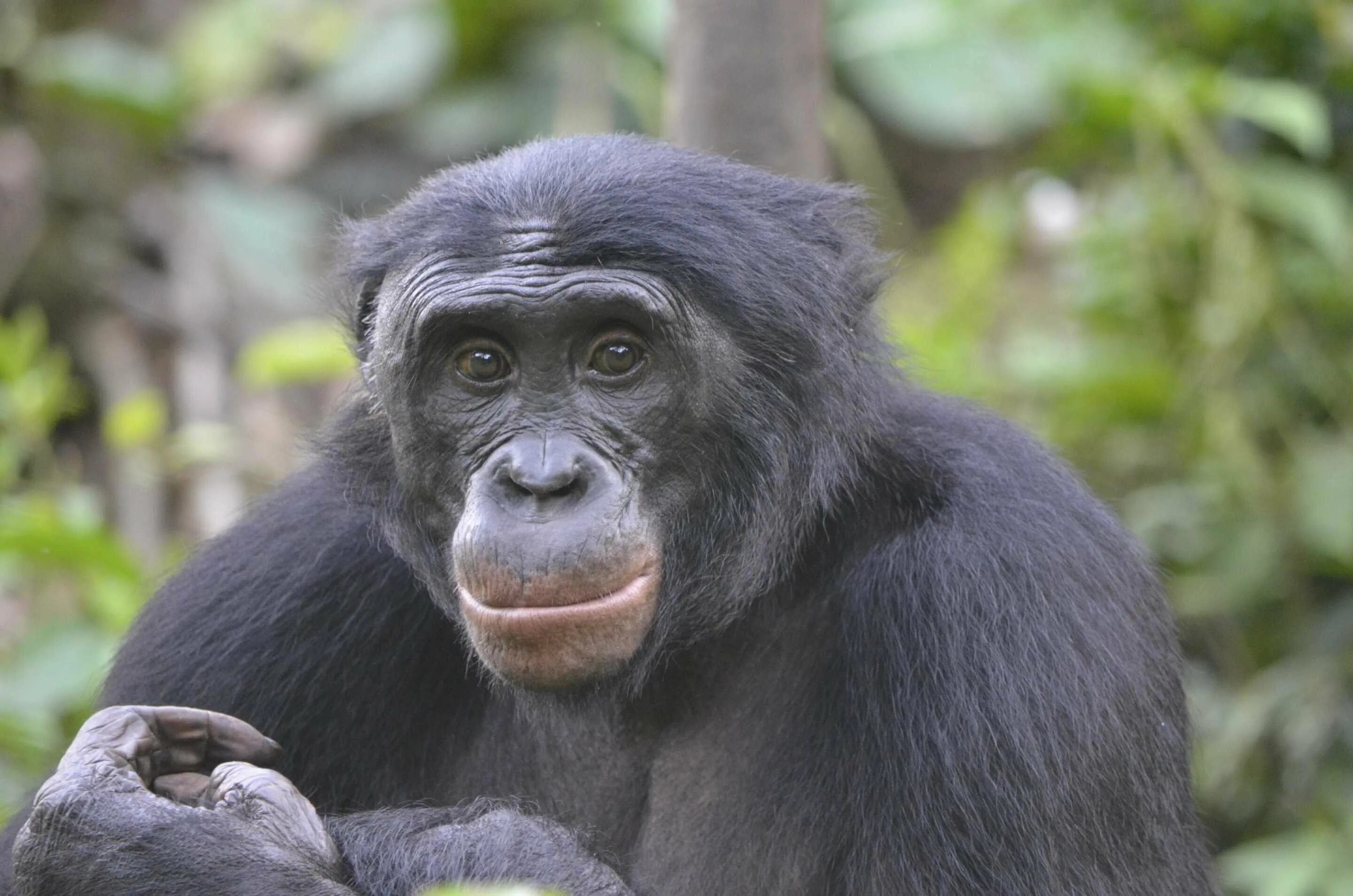 Самая человекообразная обезьяна. Bonobo шимпанзе. Приматы бонобо. Карликовые шимпанзе бонобо. Шимпанзе бонобо рост.