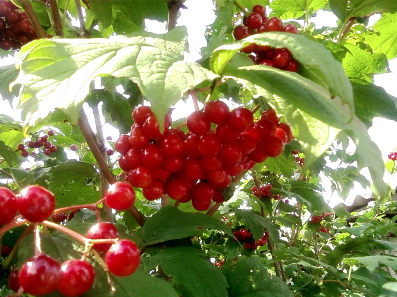 венок из калины. калина ноты. песня три калины. калина сорт "красная гроздь" дерево. ноты розпрягайте хлопці коні.