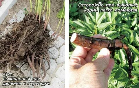 Как сохранить корни пиона до посадки