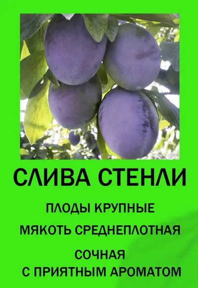 Слива стенлей описание опылители. Слива Стенлей чернослив. Слива Стенлей описание сорта.