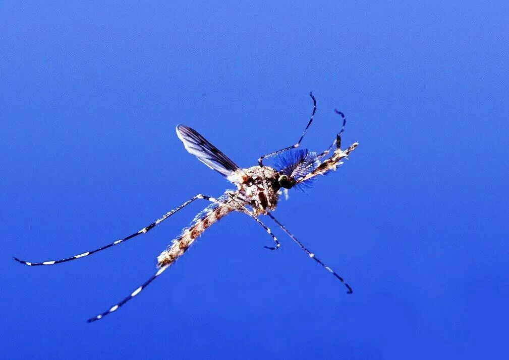 Комар. Комар летит. Летающие насекомые комар. Комар обыкновенный. Полетевший комаров