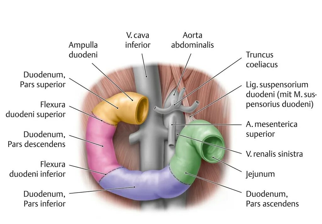 Pars duodeni. Малая кривизна двенадцатиперстной кишки. Строение человека 12 перстная кишка. Pars duodeni. Отделы 12 перстной кишки анатомия.