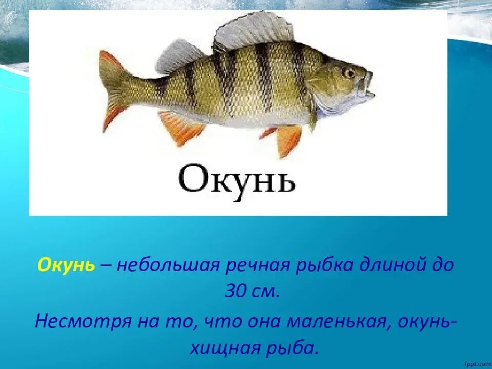 Окунь рыба описание для детей. Рыба окунь описание для 1 класса. Окунь презентация. Окунь описание для детей.