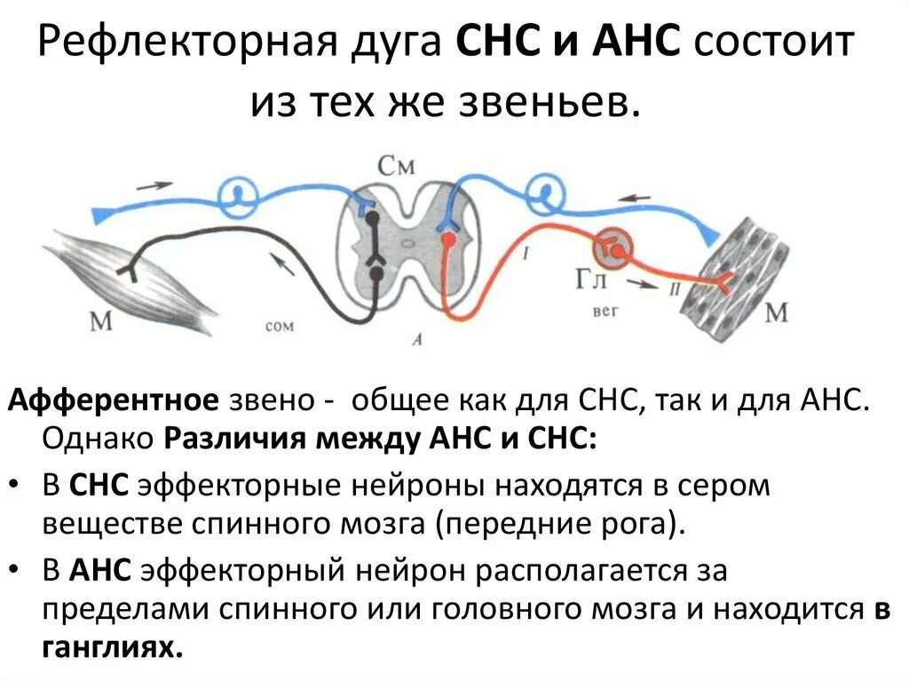 Двуххнейронная рефлекторное дуга. Схема трехнейронной рефлекторной дуги. Рефлекторная дуга строение классификация. 3 Звена рефлекторной дуги. Участки рефлекторной дуги