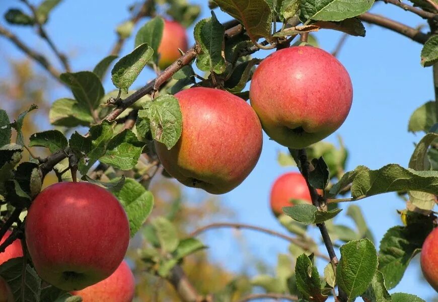 Земляника садовая моллинг аллюр. Саженец сорт яблоня скала. Сорт клубники скала. Яблоня сорт скала. Сорт скала.