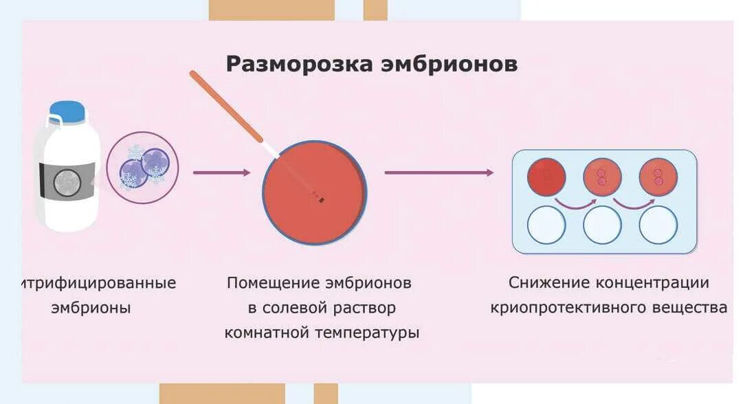 Подсаживали 2 эмбриона. Разморозка эмбрионов. Размораживание эмбриона. Эмбрион после разморозки.