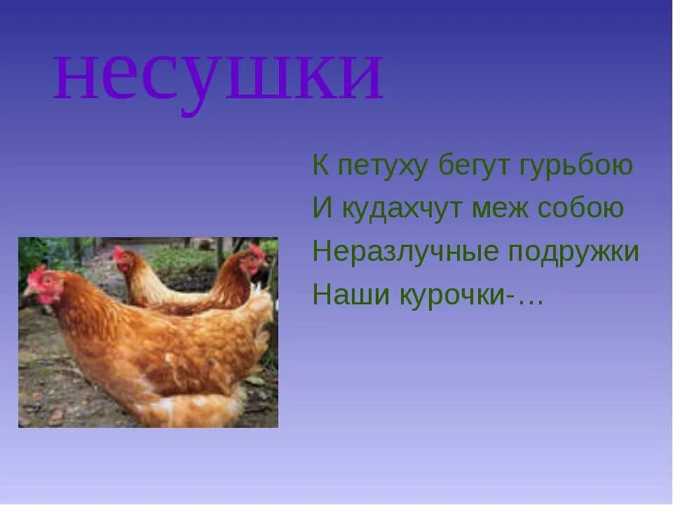Куры кудахчут. Кудахчат или кудахчут. Курица кудахтает. Курица. Куры кудахчут.