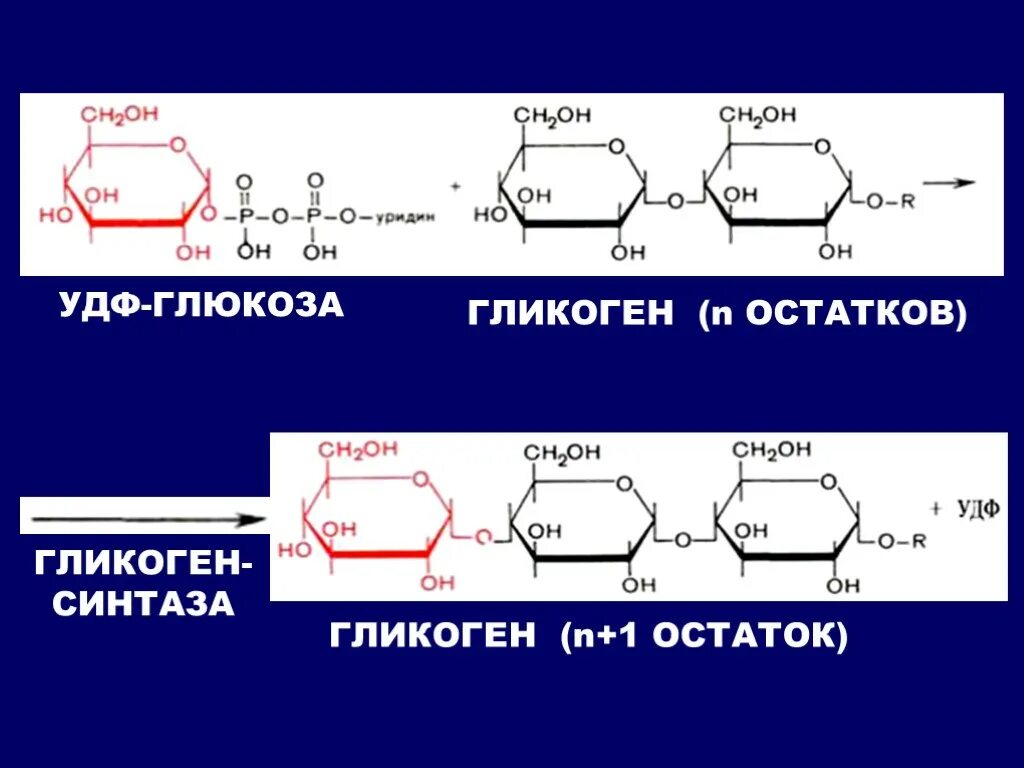 Глюкоза гликоген реакция. УДФ Глюкоза Синтез гликогена. Образование гликогена из УДФ Глюкозы. Синтез гликогена глюкозо 1 фосфат. УДФ Глюкоза гликогенсинтаза.