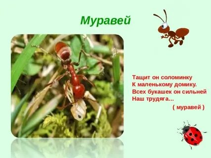 Загадка про муравья