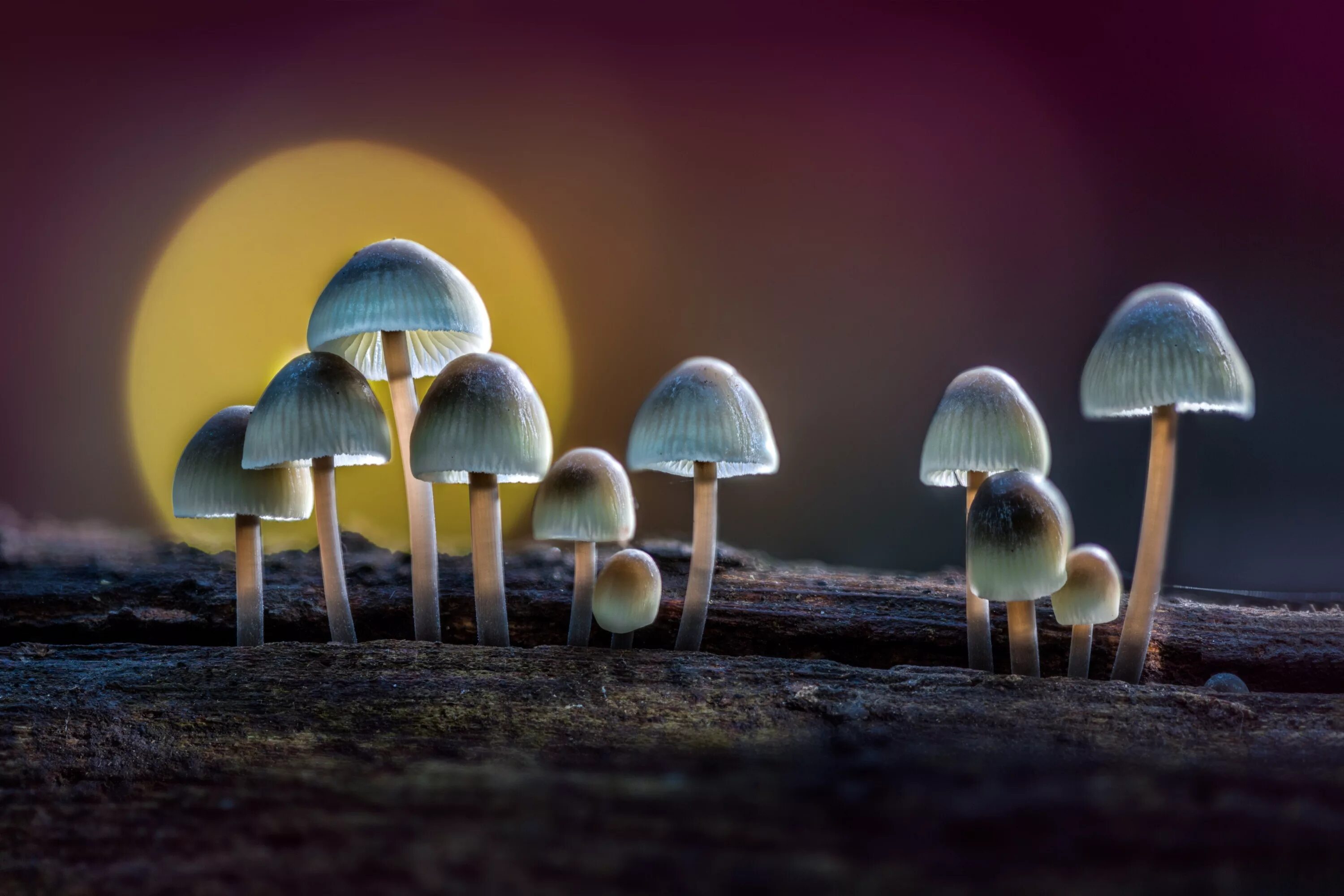 Грибы фунготерапия. Паутинник фиолетовый гриб. Грибы разные. Псилоцибиновые поганки галлюциногенные грибы. Грибы лесные разные.