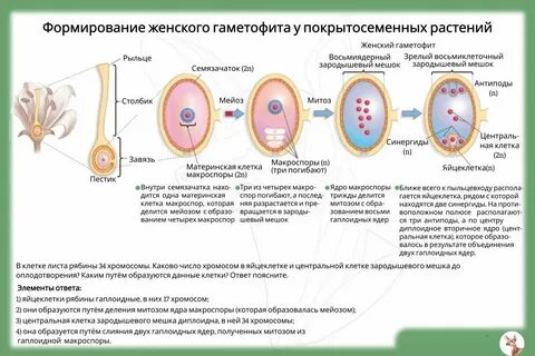 В результате образуются две клетки