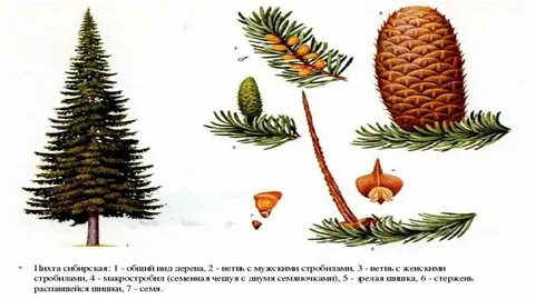 Пихта описание шишек