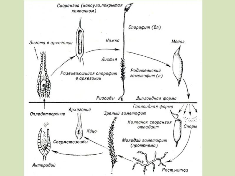 Мох сфагнум стадии жизненного цикла. Цикл развития Кукушкина льна схема. Жизненный цикл мха Кукушкин лен схема. Жизненный цикл Кукушкина льна схема. Цикл развития мха Кукушкин лен схема.