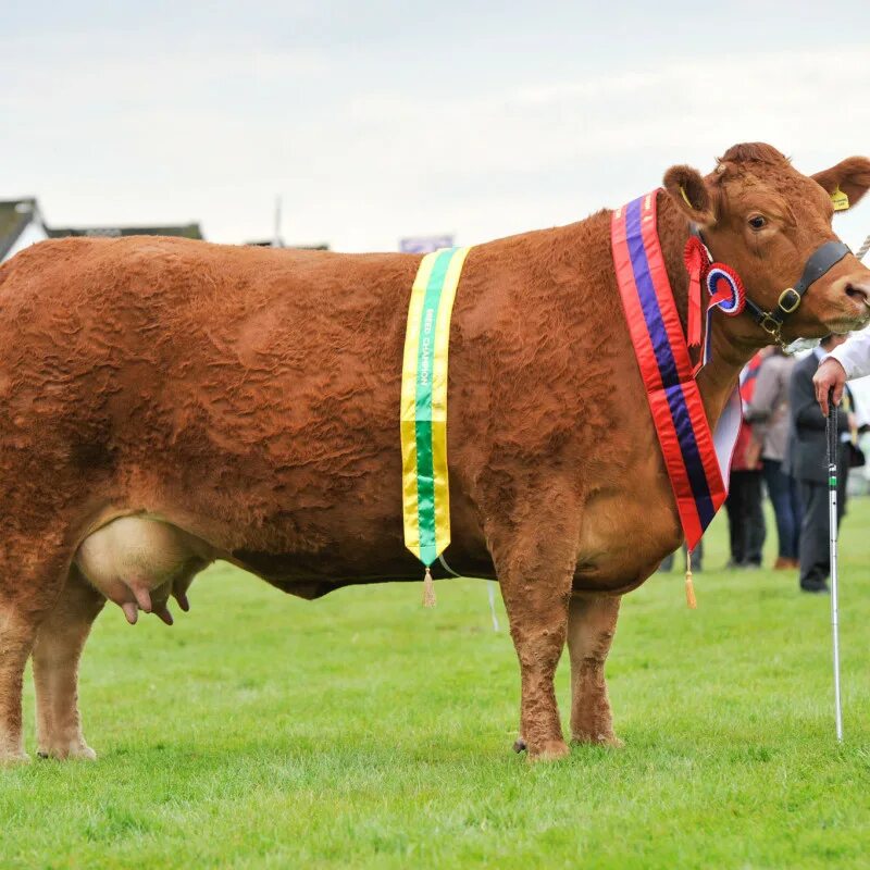 Breeding farm 0.7. South devon cattle. бридинг. elf breeding farm.