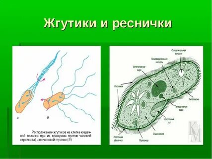 Строение ресничек клетки