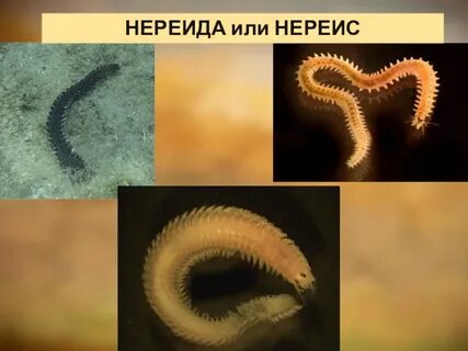 Представители многощетинковых