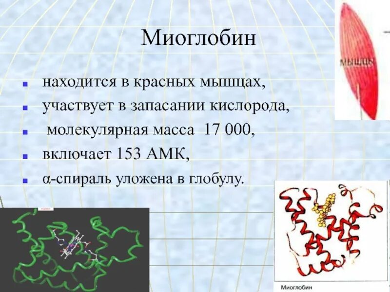 Какова функция миоглобина. Молекулярная масса миоглобина. Миоглобин строение. Миоглобин структура. Молекула миоглобина.