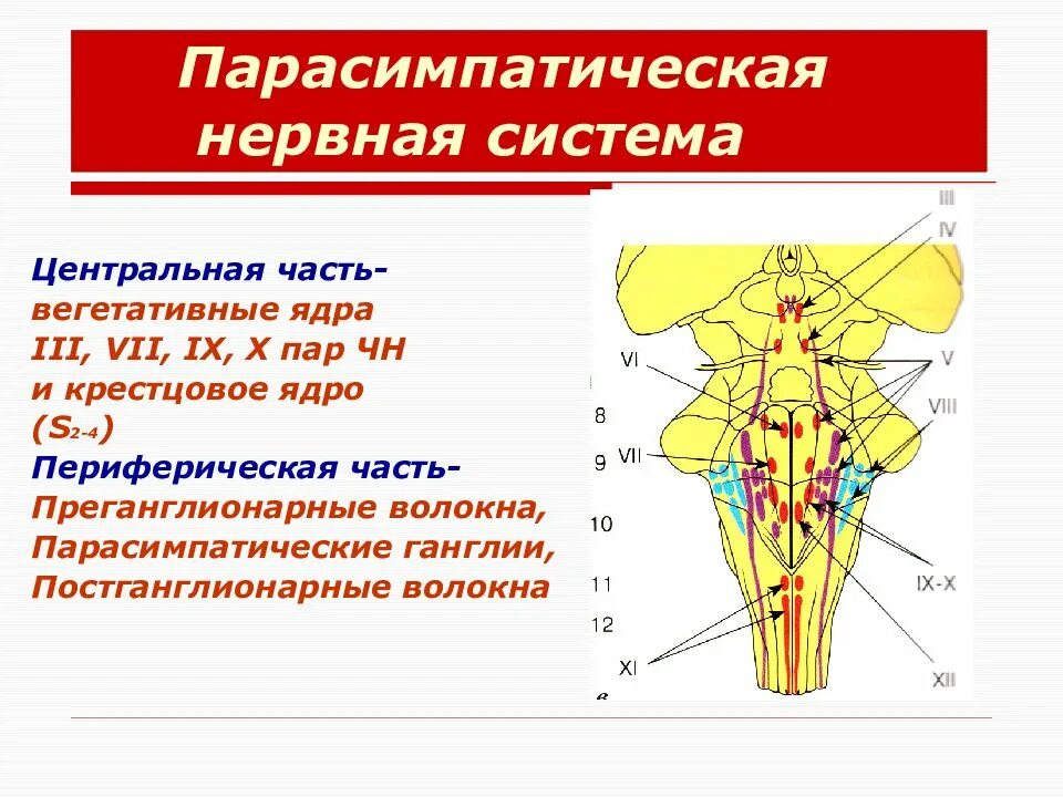 Вегетативные ядра содержат