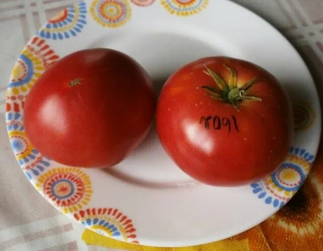 Томат вкусное вино. Томат Гном вкусное вино. Томат Гном тести вайн. Томат Гном вкусное вино описание сорта. Гном вкусное вино томат описание.