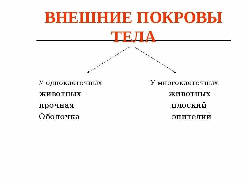 Покровы тела 9 класс биология. Покровы тела биология. Покровы тела животных. Покров тела одноклеточных животных. Внешний Покров животных.