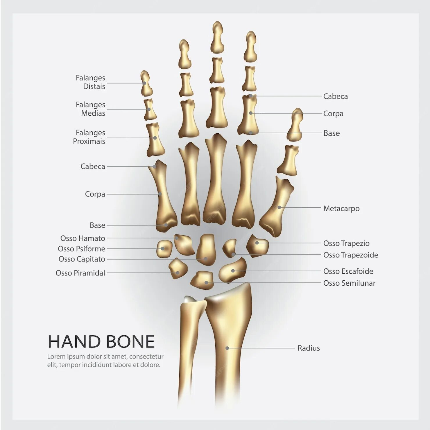 Какие кости самые крепкие. Анатомия костей руки. Самая хрупкая кость в руке человека. Хрупкая косточка на руке.