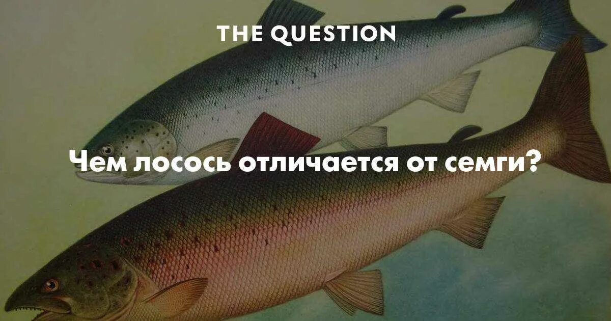 Лосось или семга в чем разница. Сёмга лосось разница. Отличие семги от лосося. Чем отличается лосось от семги. Лосось и семга в чем отличие.