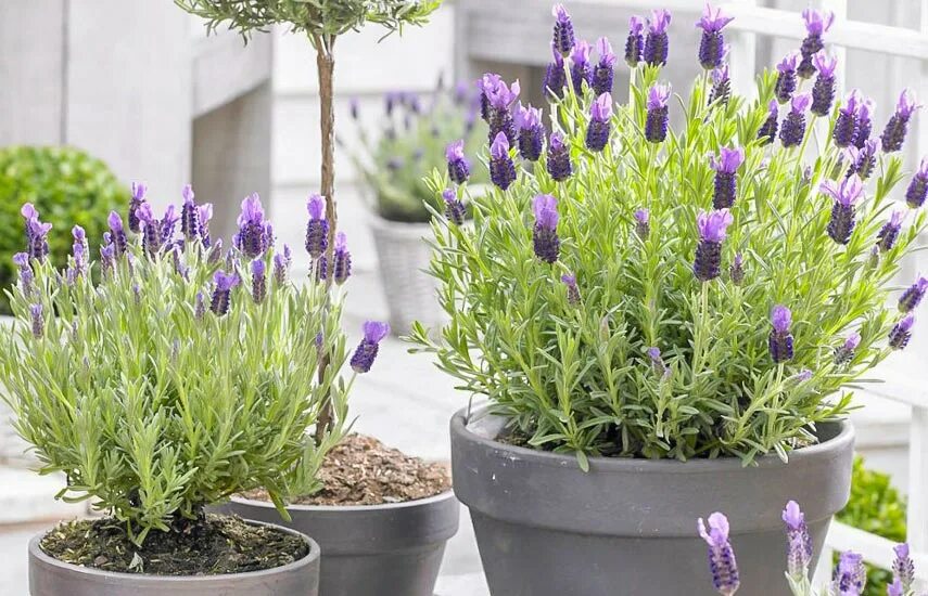 Всходы лаванды из семян. Всходы лаванды узколистной. Лаванда семена для рассады. Лаванда узколистная в кашпо. Посадка лаванды семенами.